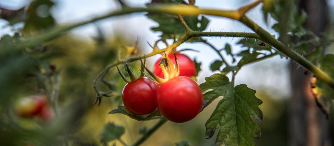 Tomato_davor_denkovski_unsplash